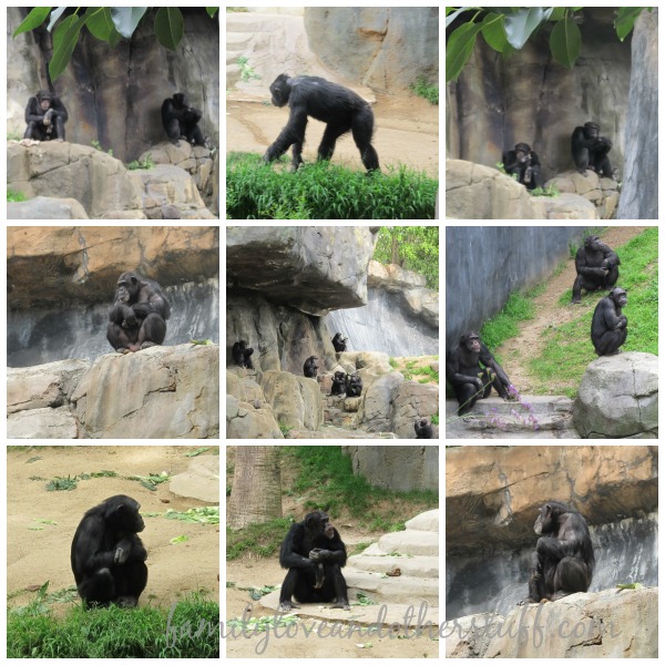 Chimpanzee Collage