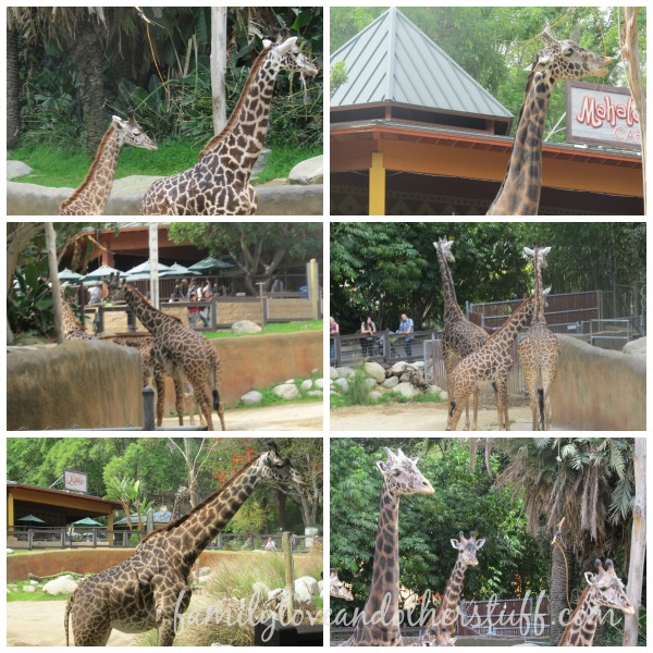 Giraffe Collage LA Zoo