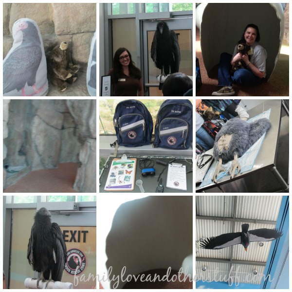 condor collage la zoo