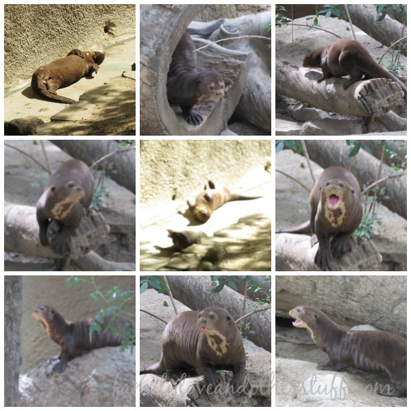 giant otter Collage