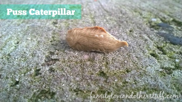 puss-caterpillar