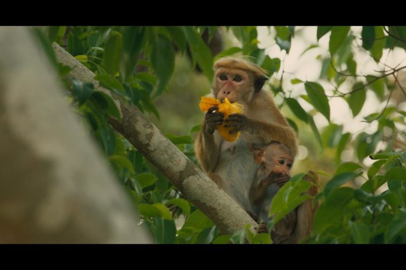 monkey-kingdom-maya-tree