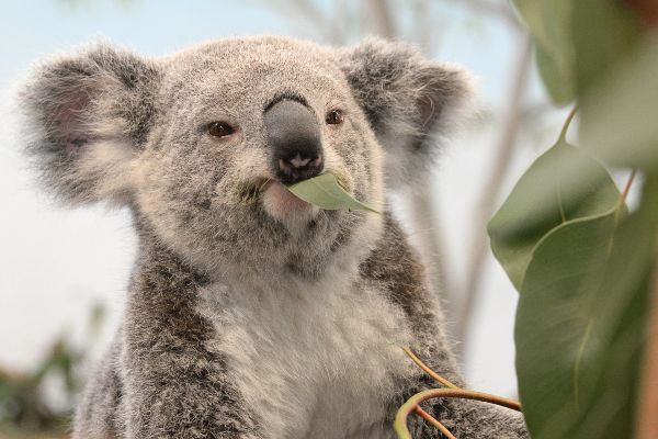 lowryparkzoo koala