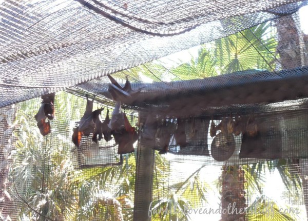 Bats at Tampa's Lowry Zoo Wallaroo Station Children's Zoo