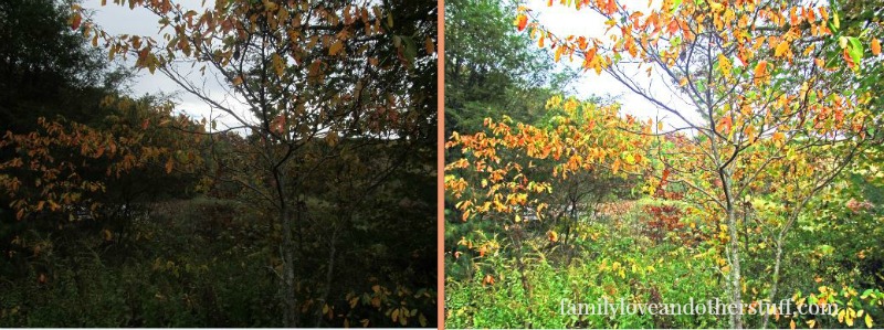 colorful-tree-before-after