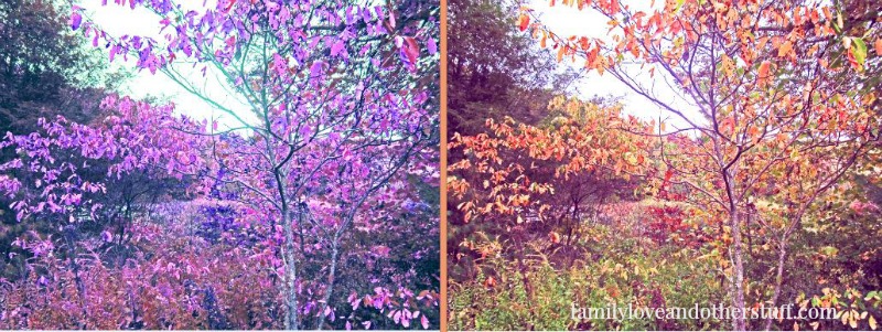 colorful-tree-hue-tint