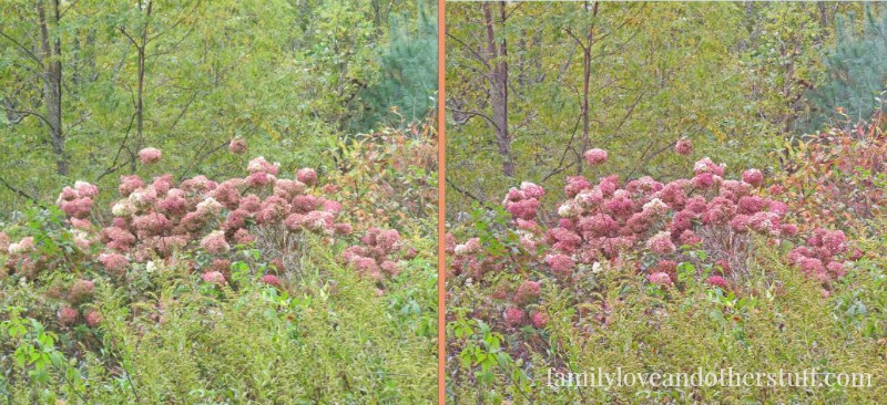 hydrangeas-before-after
