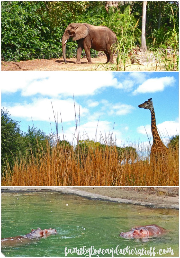 animal kingdom safari