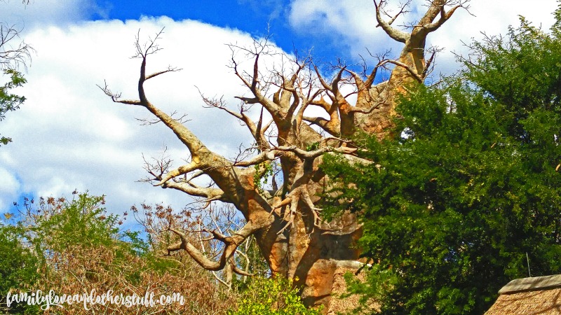 baobab tree wm